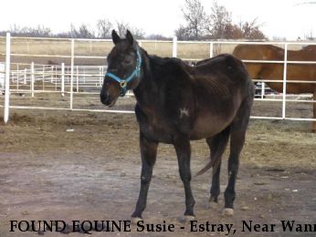 FOUND EQUINE Susie - Estray, Near Wann, OK, 74048